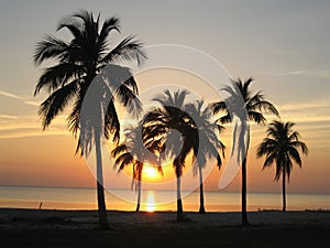 Sunset between palms and sea in Cuba