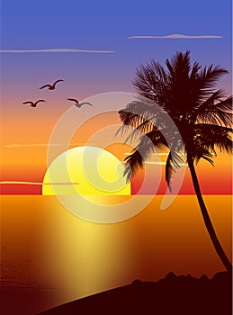 Sunset with palmtree silhouette photo