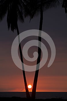 Sunset between the Palmtrees