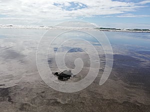 Baby tourtle. beach. Costa Rica. Landscape photo