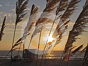 Sunset through Pampas Grass, Torrance Beach, Los Angeles, California