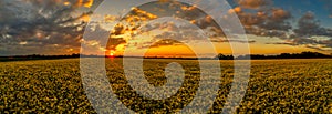 Sunset panoramic view over a blloming yellow rapeseed field at spring with orange clouds and the undergoing sun at the