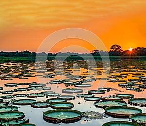 Sunset in pantanal wetlands with pond and victoria regia