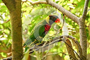 Sunset parikeet in the woods