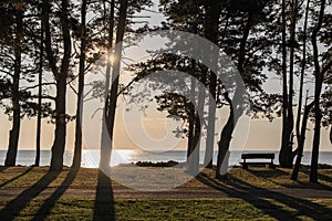 Sunset in the park on the shore of the Gulf of Riga of the Baltic Sea. Near the village of Kabli, Estonia. Pine trees