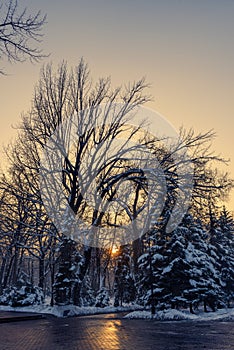 Sunset in the park in winter