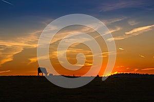 Sunset in the pasture of Extremadura with the silhouette of a cow grazing in the field