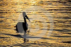 Sunset Pelican Silhouette