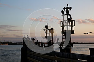 Sunset and Pelicans at the Mayport Ferry