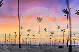 Mangroves Sunset photo
