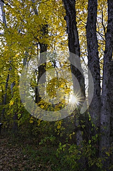 Sunset photographed through trees during autumn