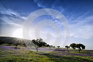 Sunset photography over the pasture of Extremadura with its holm oaks and flowering pastures photo