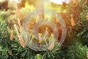 Sunset among pine branches. Male cones of a pine. Collect pine shoots during growth period for cooking broths.