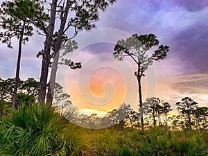 Sunset in the pine glade forest of South Florida