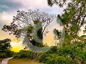 Sunset in the pine glade forest of South Florida