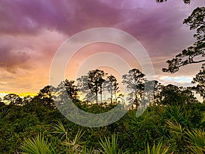 Sunset in the pine glade forest of South Florida