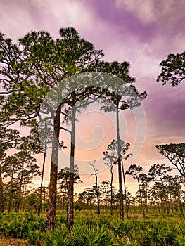Sunset in the pine glade forest of South Florida