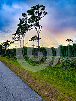 Sunset in the pine glade forest of South Florida