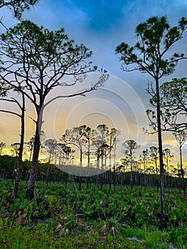 Sunset in the pine glade forest of South Florida