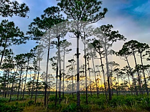 Sunset in the pine glade forest of South Florida