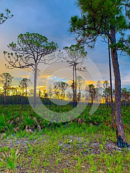 Sunset in the pine glade forest of South Florida