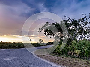 Sunset in the pine glade forest of South Florida