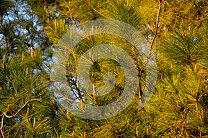 Sunset Pine Needles Texture