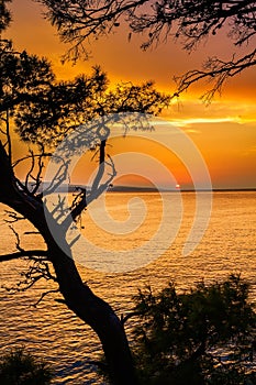 Sunset through pine trees