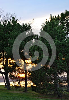 Sunset Through the Pine Trees