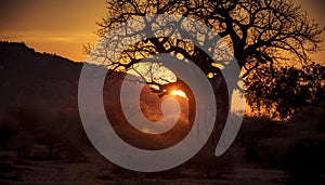 Sunset on the Plains of Africa with Giant Baobab Tree