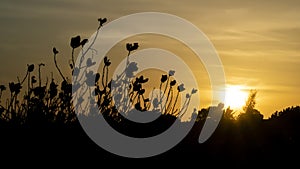 Sunset with a plant foreground
