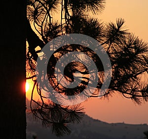 Sunset through ponderosa pine branches
