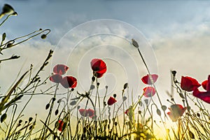 Sunset on poppy field of red poppies shines through the  photography, outdoor photography