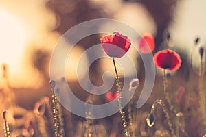 Sunset poppy flowers meadow under soft sunlight and sun rays. Spring meadow field background