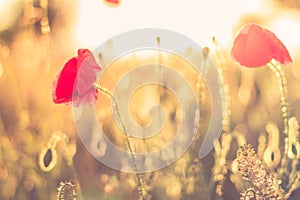 Sunset poppy flowers meadow under soft sunlight and sun rays. Spring meadow field background