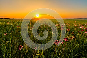 Sunset in a Prairie Field of Purple Coneflowers