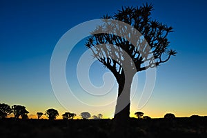 Sunset in the Quiver Tree Forest (Aloe dichotoma)