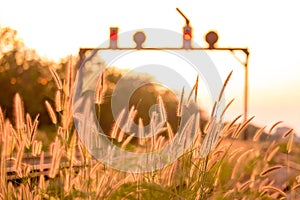 Sunset at railway of train and grass flower on background.