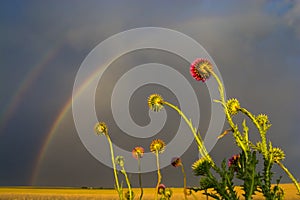 Sunset with rainbow.La Pampa