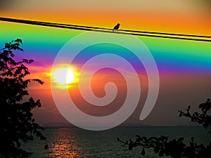 sunset rainbow sky silhouette bird leaves and tree