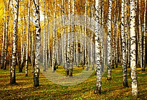Sunset rays of the sun in a golden birch grove in autumn in october