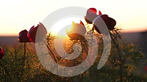 Sunset rays are visible through the petals of a wild peony. The wind flutters the flowers.