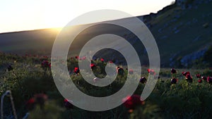 Sunset rays are visible through the petals of a wild peony. The wind flutters the flowers.