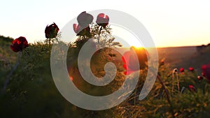 Sunset rays are visible through the petals of a wild peony. The wind flutters the flowers.