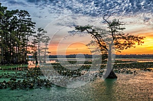 Sunset, Reelfoot Lake in Tennessee