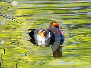 Sunset reflections in the water with red duck