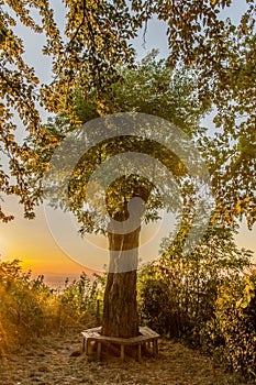 Sunset at regenerated tree