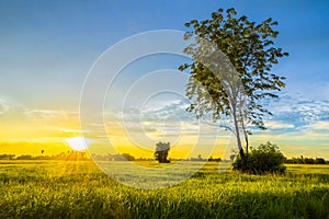 Sunset in Rice Field