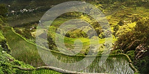 Sunset in rice field terraces