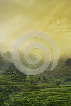 Sunset in rice field terraces